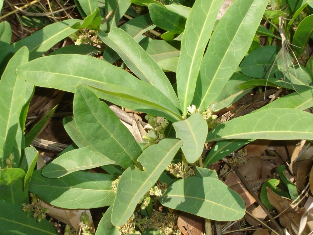 The basics of plant poisoning - Windhoek Express The basics of plant poisoning - Windhoek Express